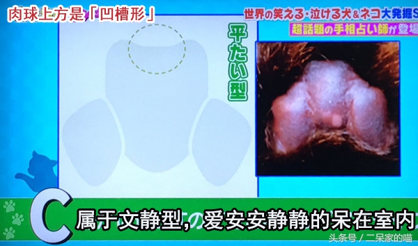 根据猫爪判断性格,怎样看猫咪的爪爪判断性格