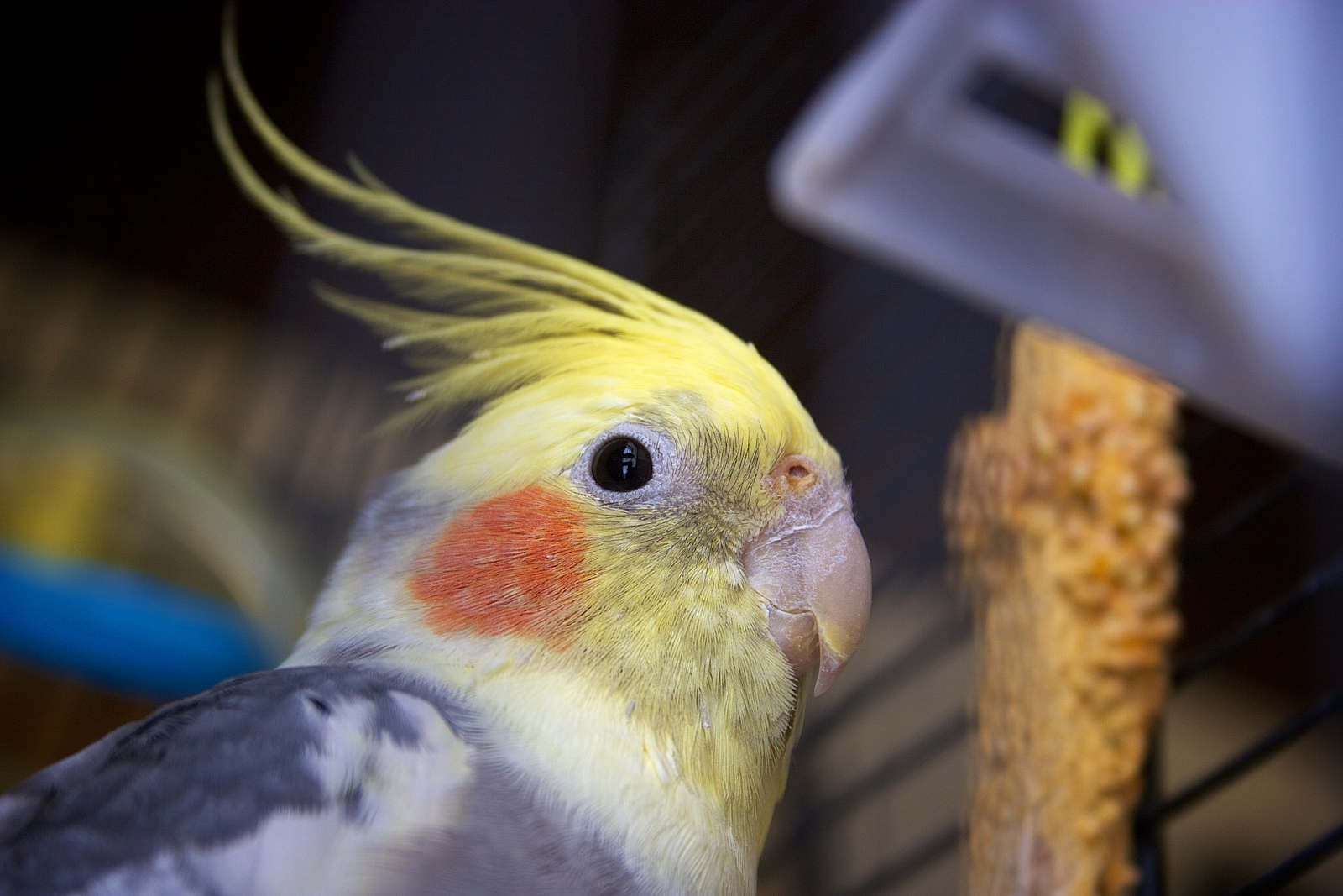 玄凤属于国家保护动物吗,玄凤鹦鹉是否是三有动物