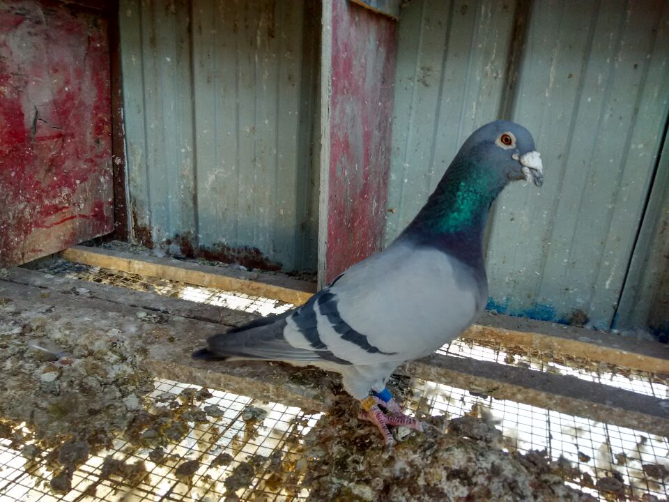 鸽子孵蛋期可以移窝吗,小鸽子什么时候移窝