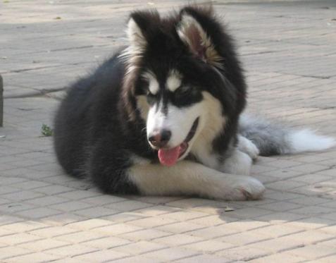 阿拉斯加雪橇犬的品种简介,阿拉斯加雪橇犬的犬种疾病