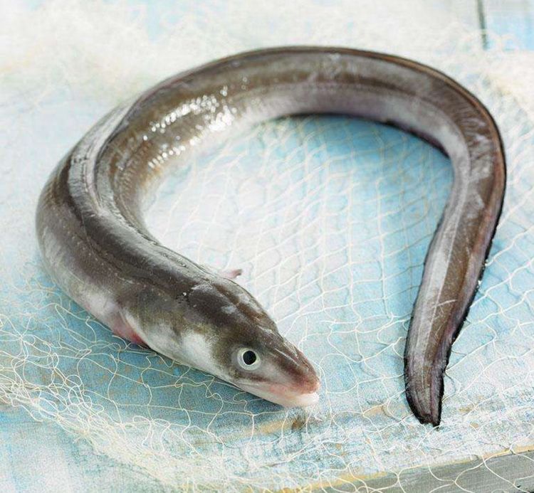 舌尖上的福建鱼丸,舌尖上的美食多少钱一箱