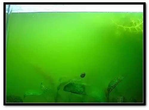 草缸藻类的处理方法,草缸的各种藻怎么处理