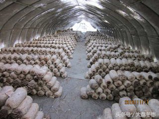 平菇种植最近新技术视频,各种平菇种植技术