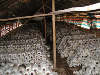 平菇种植最近新技术视频,各种平菇种植技术