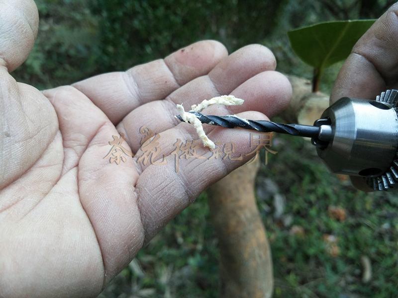 茶花嫁接技术图解大全集,茶花不去头腹接嫁接法