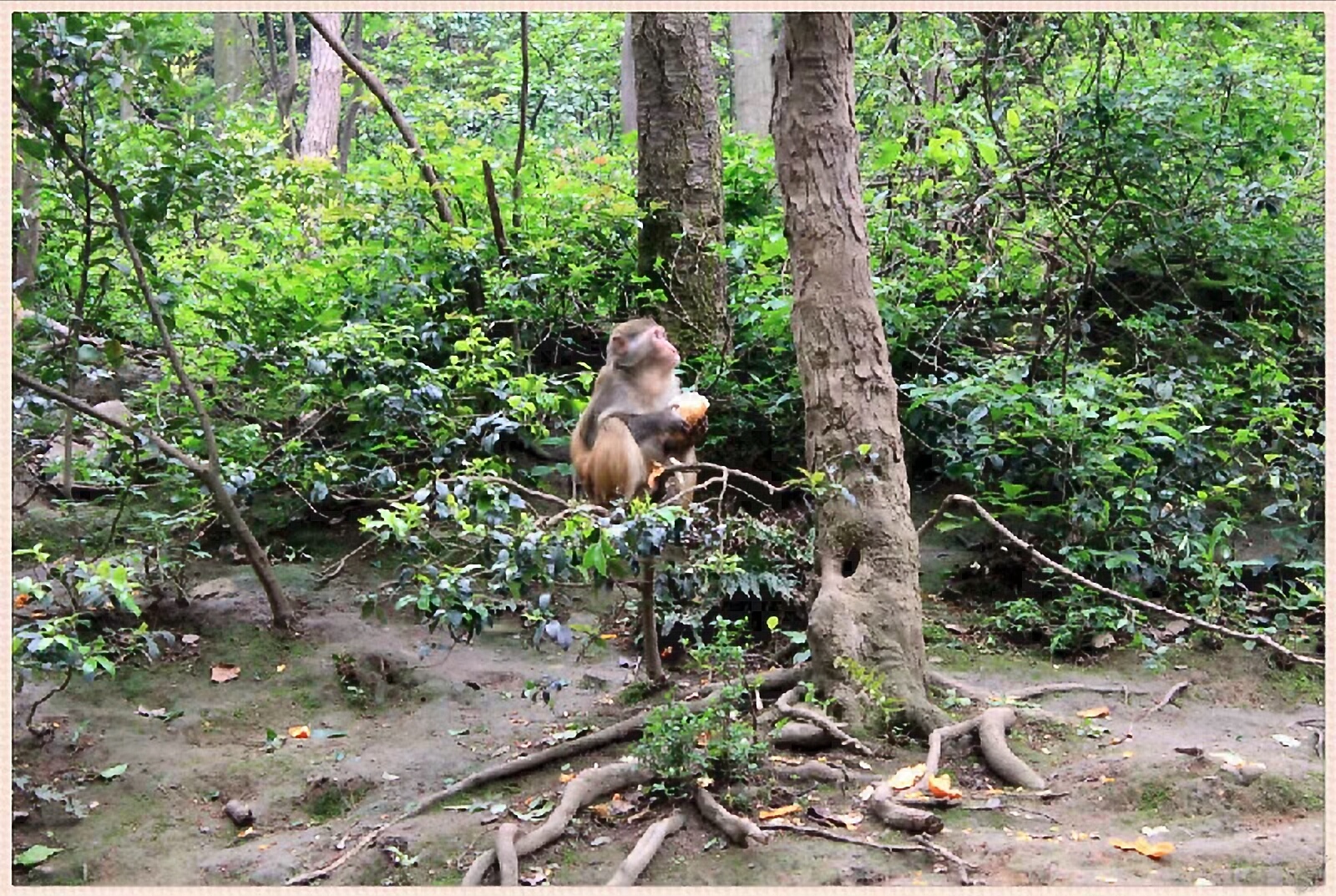 黔灵山地形图,黔灵山脉图片