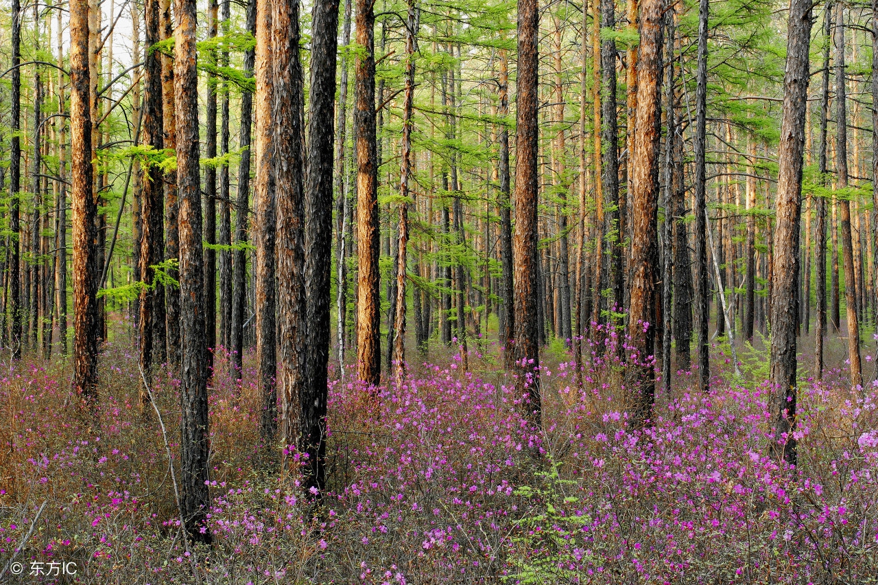 怀孕的村花被返城的对象甩了，她疯了，把刚刚出生的小男孩掐死了