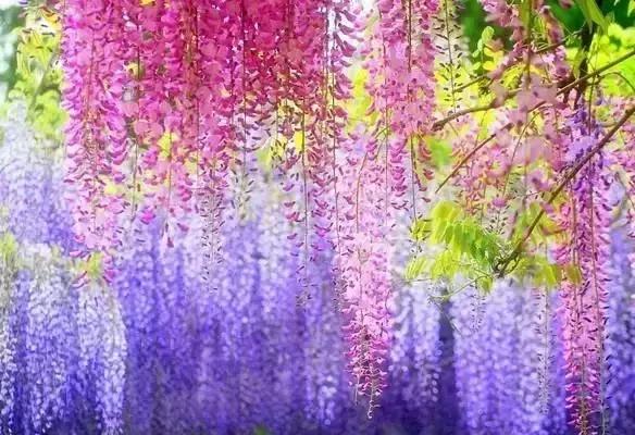 一场比樱花浪漫的紫藤之旅,一场紫藤花下的旅行