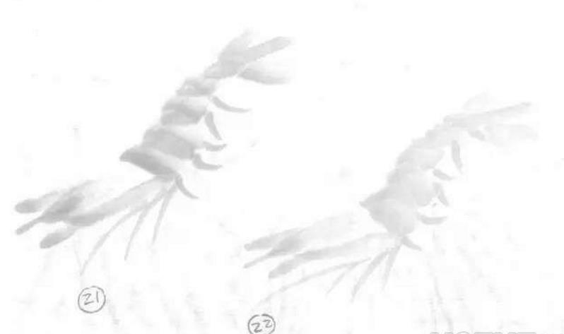 水墨大虾怎么画,水墨彩色大虾画