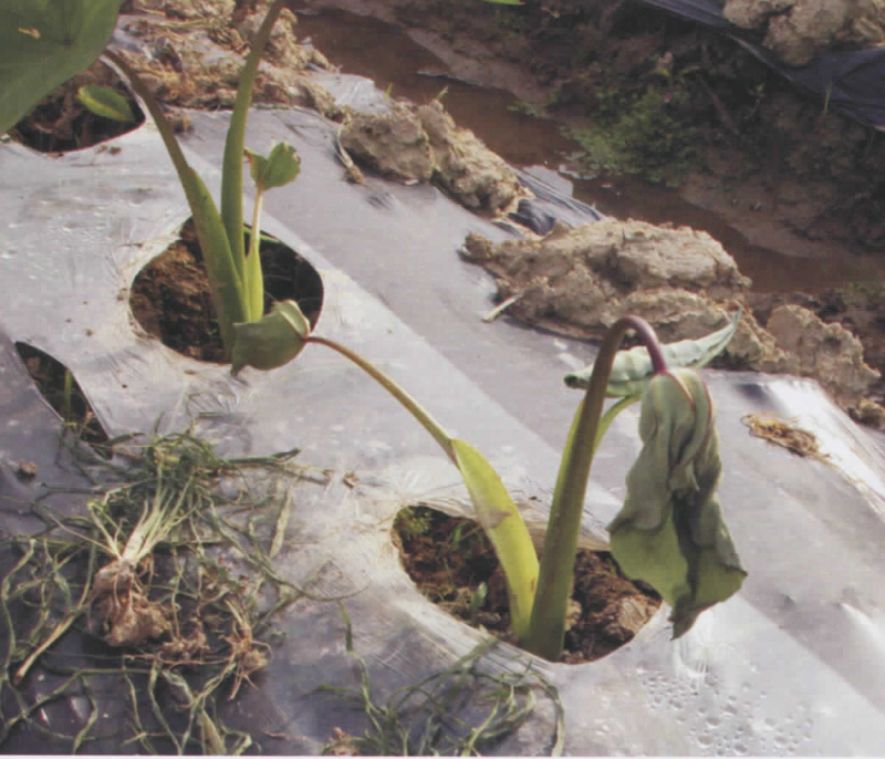 白芽芋软腐病特效药,芋头软腐病防治方法