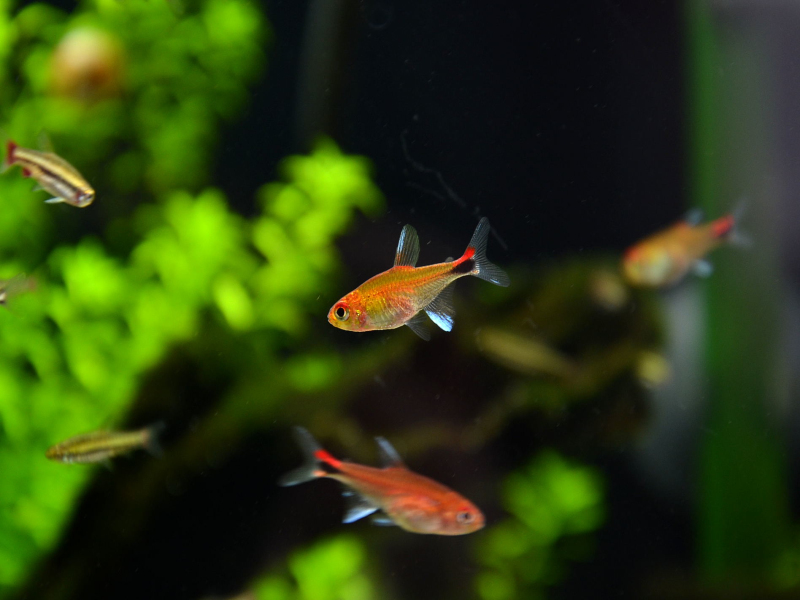 热带小型观赏鱼灯光,小型热带鱼水草灯