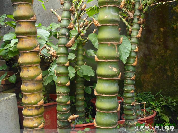 紫竹金丝竹罗汉竹这些有价值吗,毛竹与楠竹斑竹有什么区别