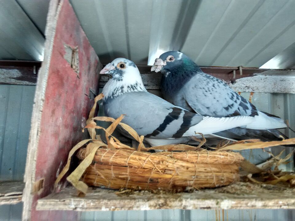 鸽子孵蛋期可以移窝吗,小鸽子什么时候移窝