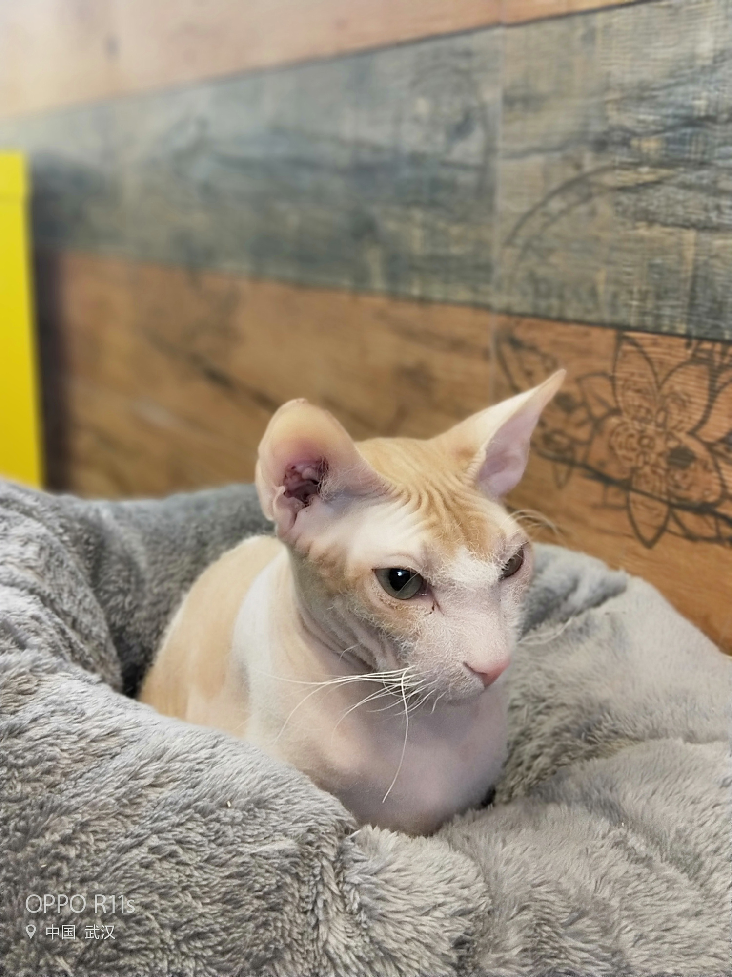 oppor11s全面解析,oppor11s最新版本评测