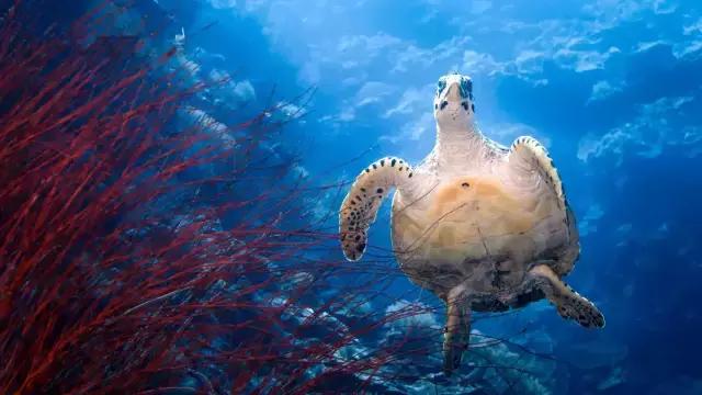 帕劳潜水最好的季节,帕劳潜水好玩的地方