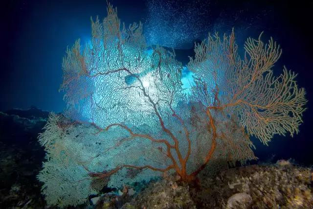 帕劳潜水最好的季节,帕劳潜水好玩的地方