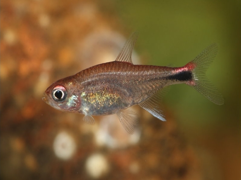 热带小型观赏鱼灯光,小型热带鱼水草灯