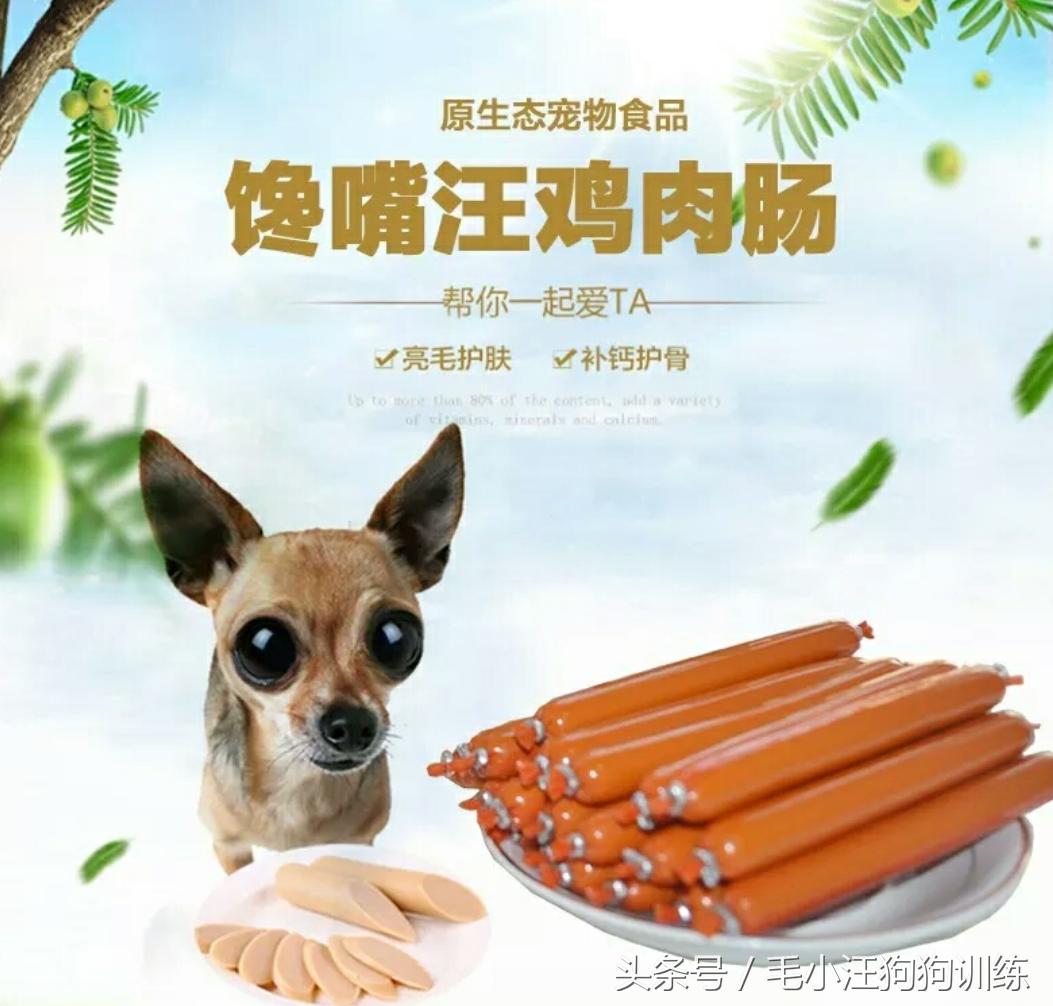 金毛狗狗合理的喂养方法,狗狗贪吃怎么训练