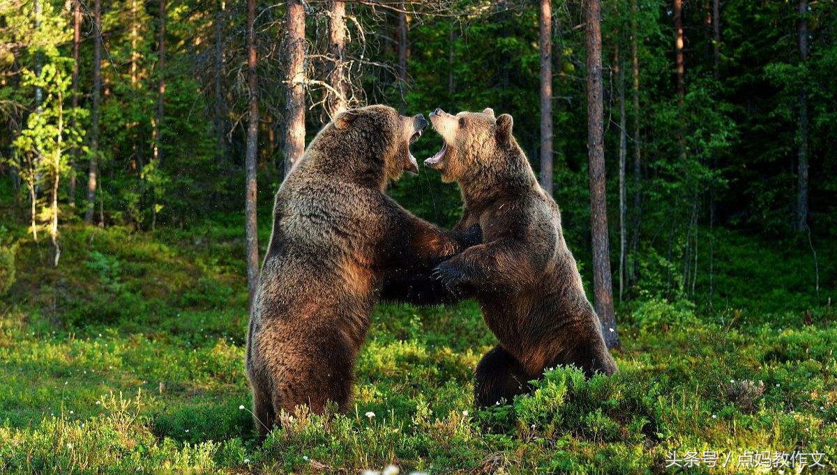 妈妈这样教作文︱二年级生活记趣——《两头熊的战争》