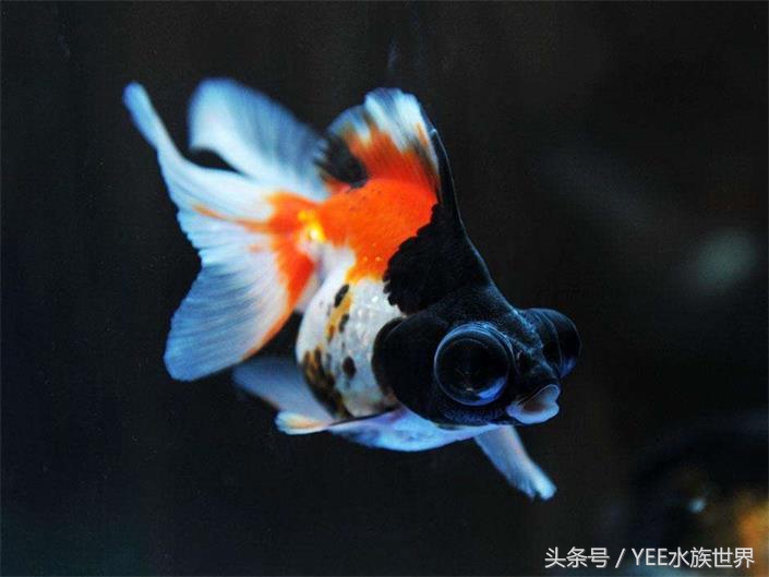 金鱼水质要求有哪些,金鱼对水质要求