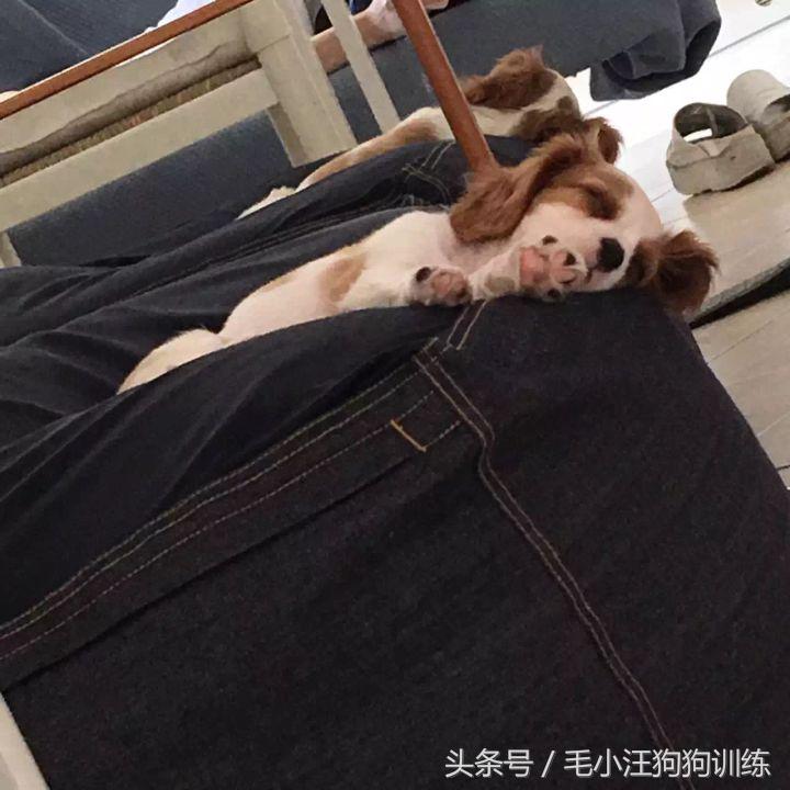 骑士查理小猎犬优缺点,养骑士查理王猎犬是什么样的体验