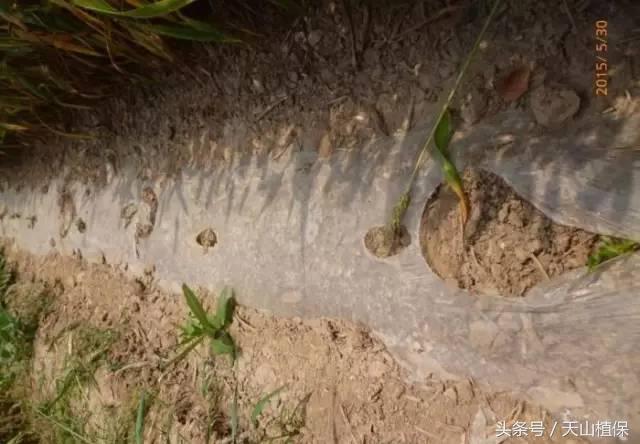 西瓜对二甲戊灵敏感吗,二甲戊灵西瓜地能用吗