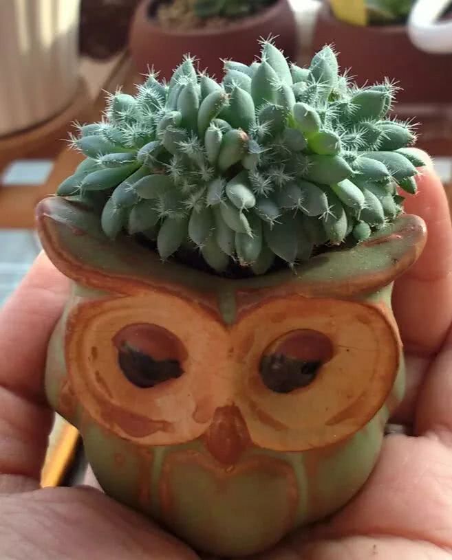 做足了功课养多肉,不用操心就能养好的多肉