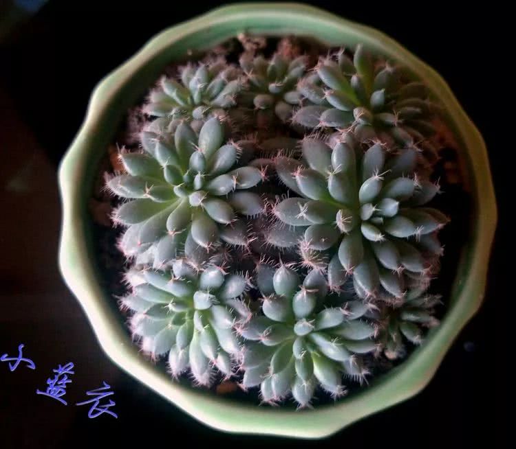 做足了功课养多肉,不用操心就能养好的多肉