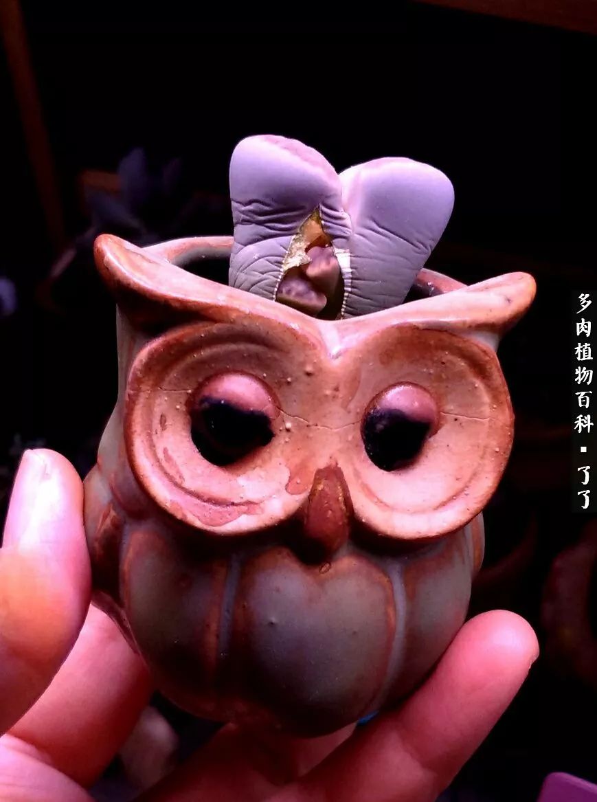 做足了功课养多肉,不用操心就能养好的多肉