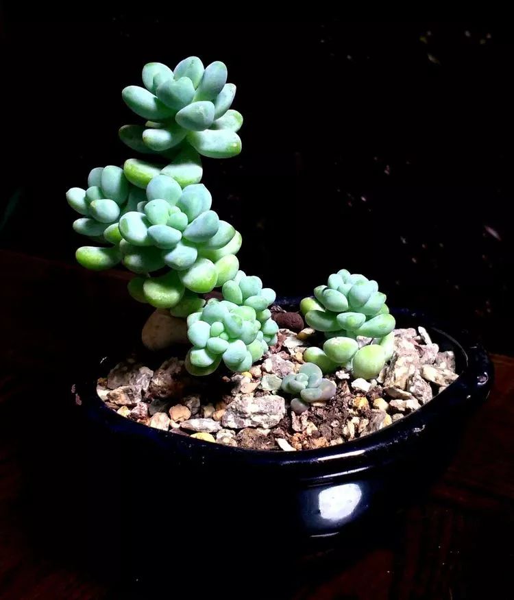 做足了功课养多肉,不用操心就能养好的多肉