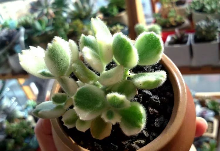 做足了功课养多肉,不用操心就能养好的多肉