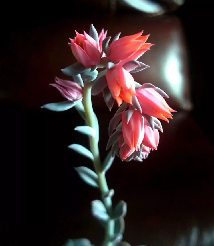 做足了功课养多肉,不用操心就能养好的多肉