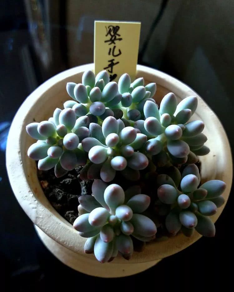 做足了功课养多肉,不用操心就能养好的多肉