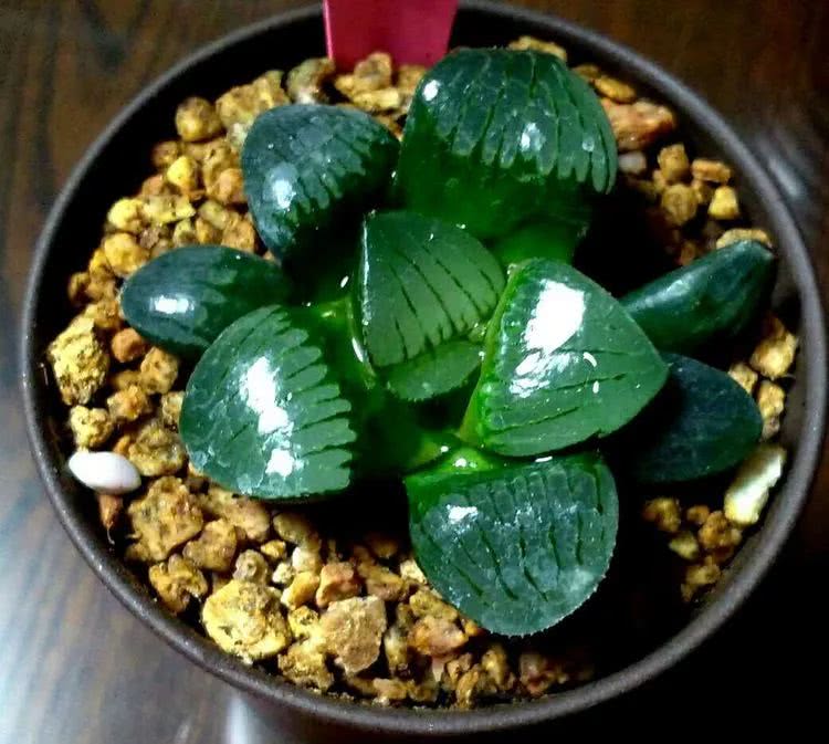 做足了功课养多肉,不用操心就能养好的多肉