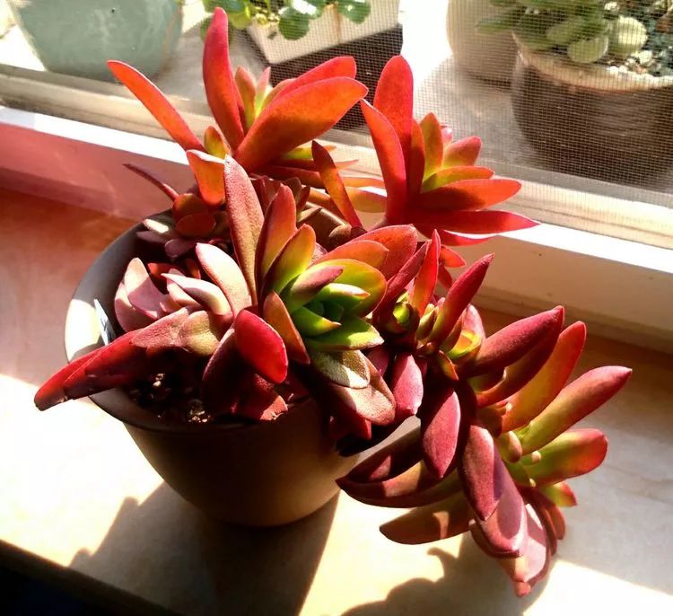 做足了功课养多肉,不用操心就能养好的多肉