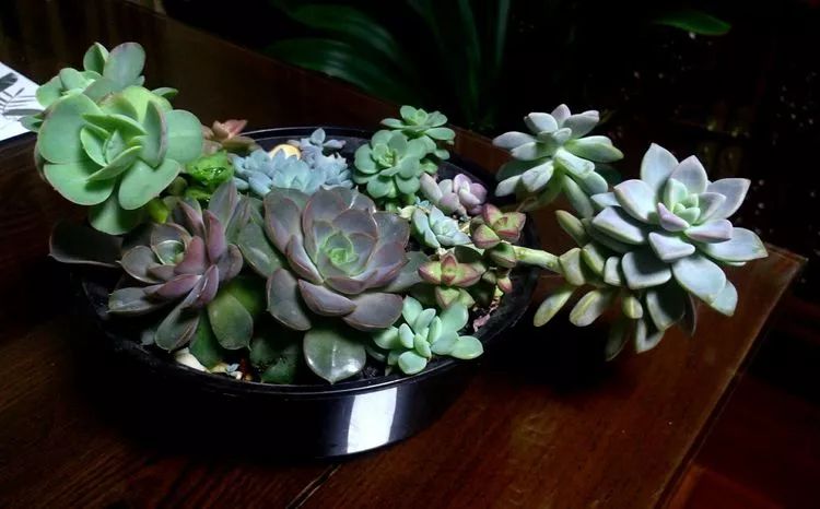 做足了功课养多肉,不用操心就能养好的多肉
