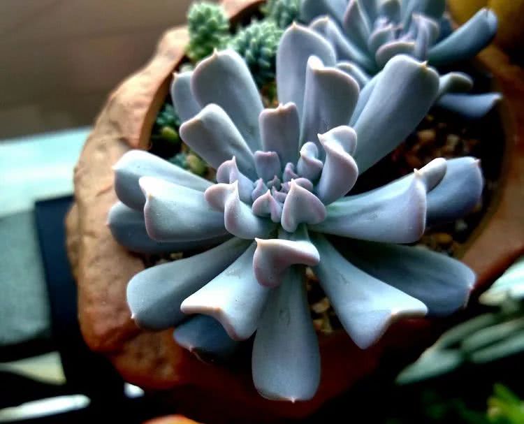 做足了功课养多肉,不用操心就能养好的多肉