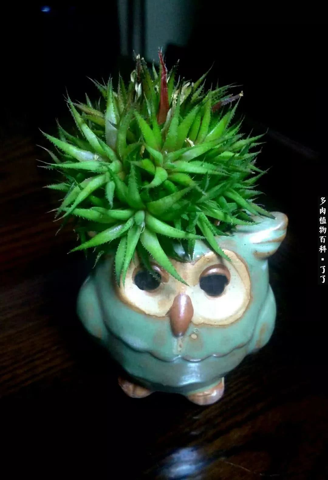 做足了功课养多肉,不用操心就能养好的多肉