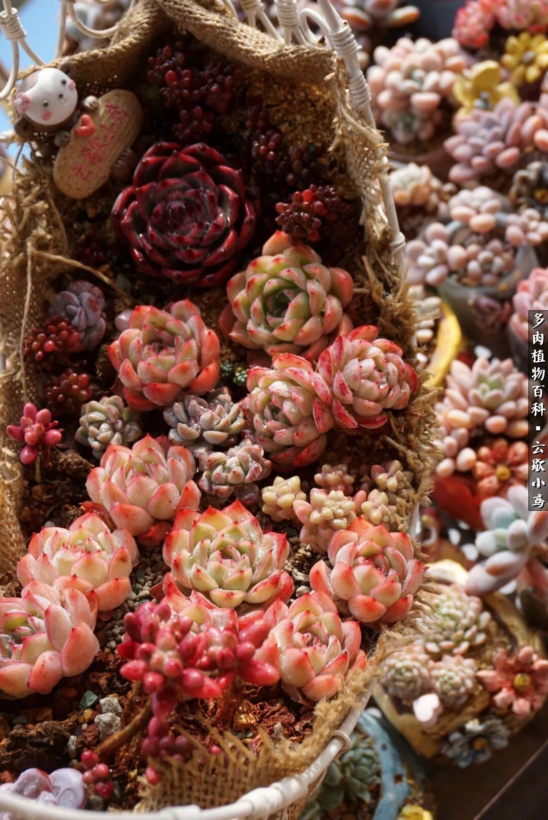 不负人间风月,不负人间风月创作的原声