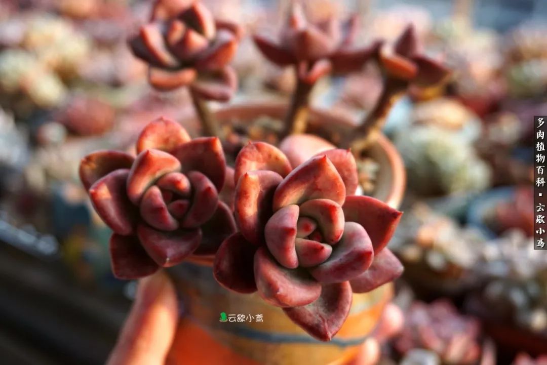 不负人间风月,不负人间风月创作的原声