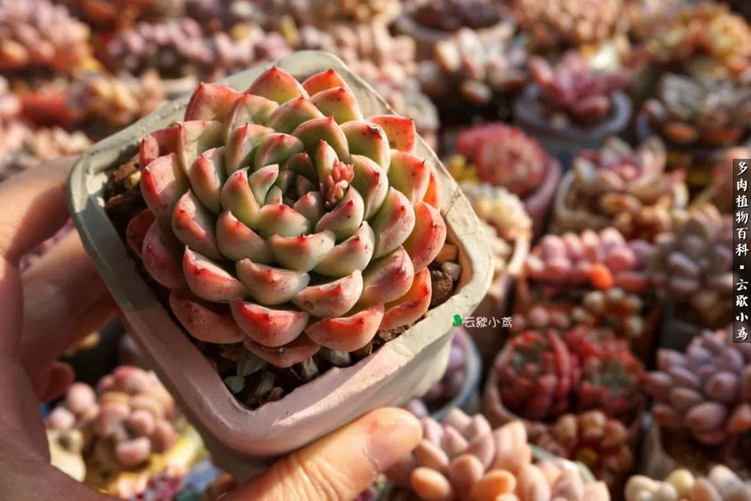 不负人间风月,不负人间风月创作的原声