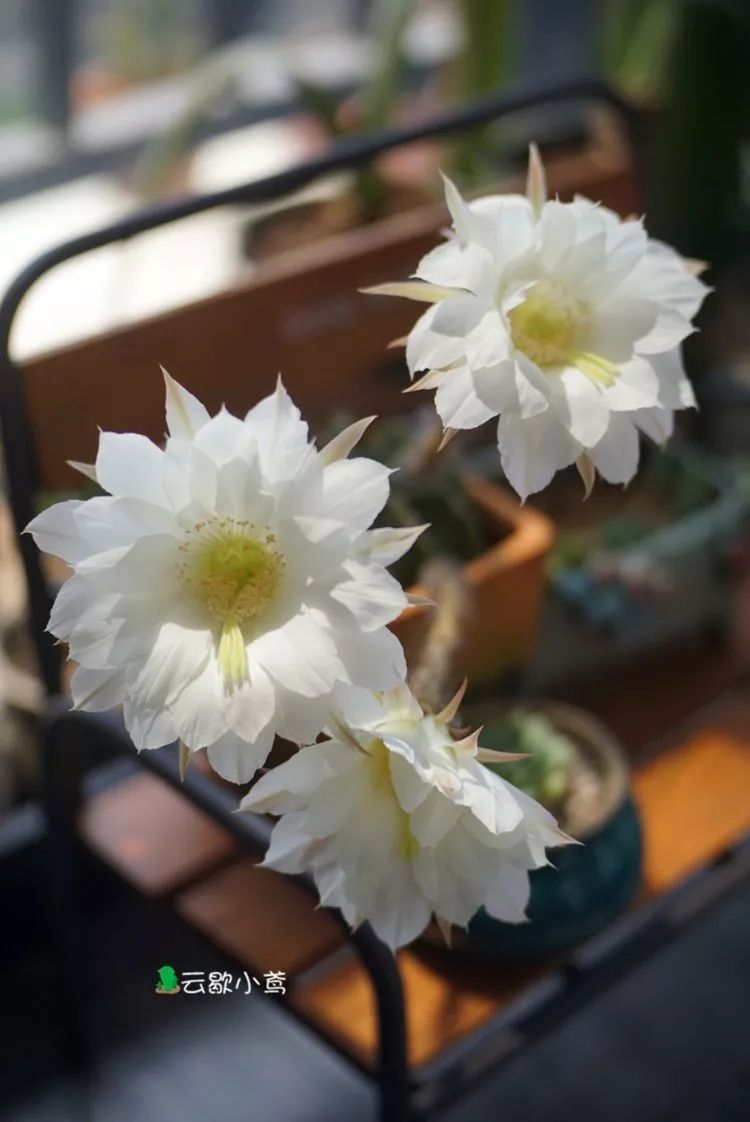 不负人间风月,不负人间风月创作的原声