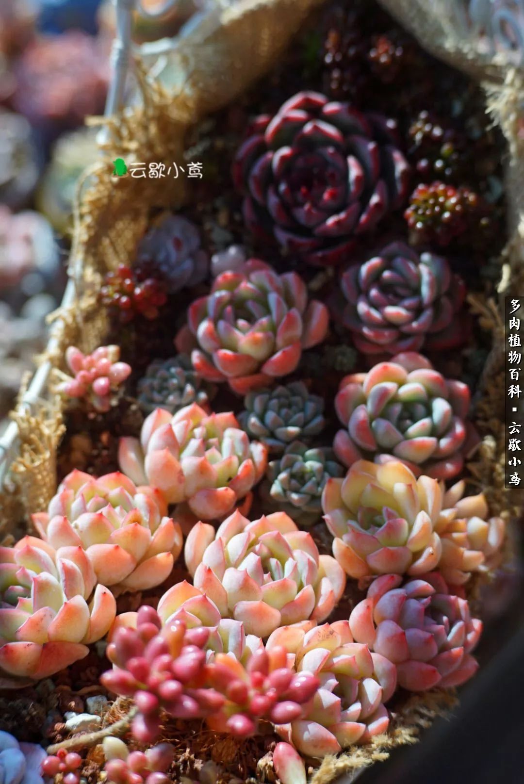 不负人间风月,不负人间风月创作的原声