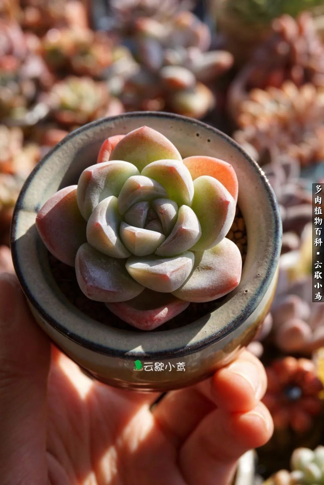 不负人间风月,不负人间风月创作的原声