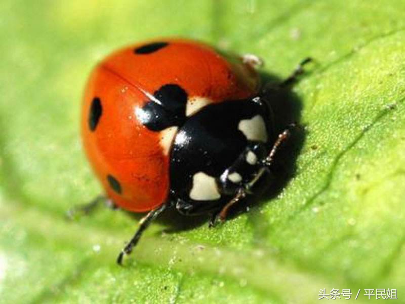 草莓开花了有蚜虫和蚂蚁怎么办,平民姐种菠萝草莓
