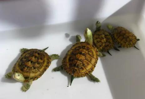 黄喉龟缸里适合养什么绿植,养黄喉小青龟违法吗