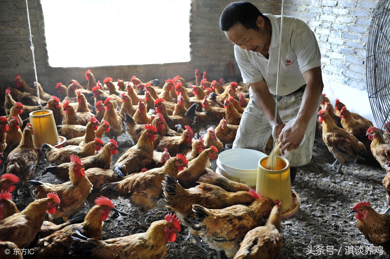 养鸡育雏的忌讳,养鸡最怕小鸡着凉