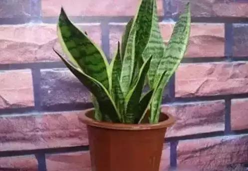 家养绿植花卉施什么肥,花卉绿植养殖方法测评