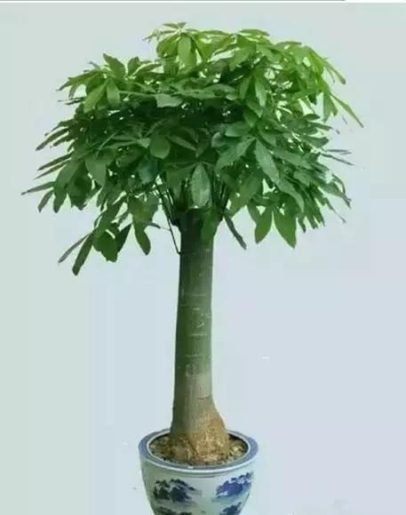 家养绿植花卉施什么肥,花卉绿植养殖方法测评