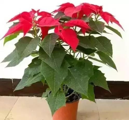 家养绿植花卉施什么肥,花卉绿植养殖方法测评